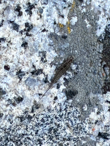 iNaturalist observation photo of Bristletails