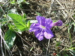 Ruellia lactea
