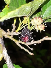 Morus nigra