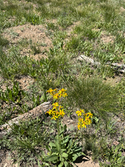 Senecio integerrimus, photograph (c) wildflowerwatching, some rights reserved (CC BY)