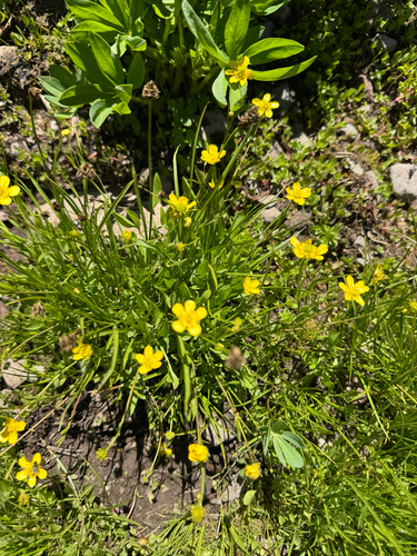 Ranunculus alismifolius, photograph 2