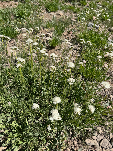 Valeriana californica, photograph 5