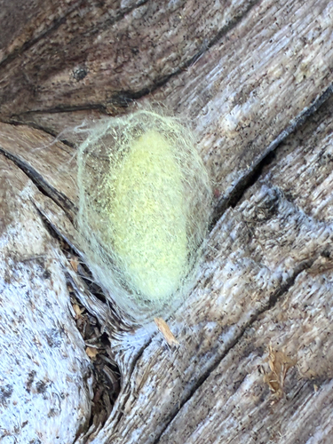 iNaturalist observation photo of Douglas-fir tussock moth