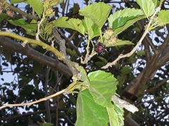 Morus nigra