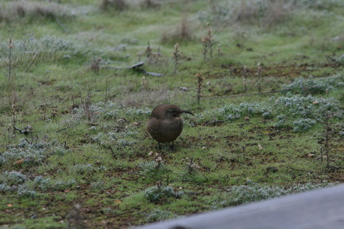 iNaturalist observation photo of California Thrasher