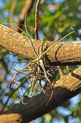 Tillandsia reichenbachii