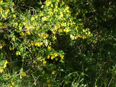 Hippocrepis emerus