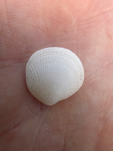 Ctena bella observed 2026-06-30