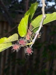 Morus nigra