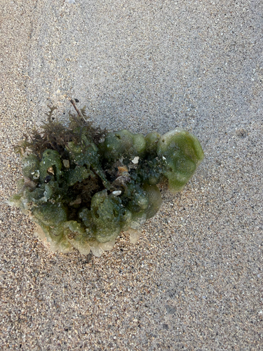 Dictyosphaeria observed 2026-06-30