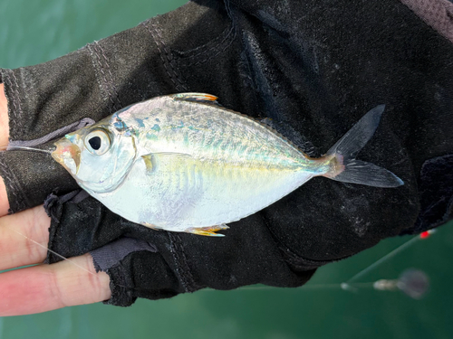 Ponyfish (Leiognathus brevirostris) — Leiognathidae — 2