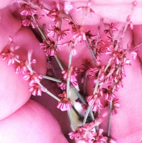 Eriogonum luteolum var. pedunculatum