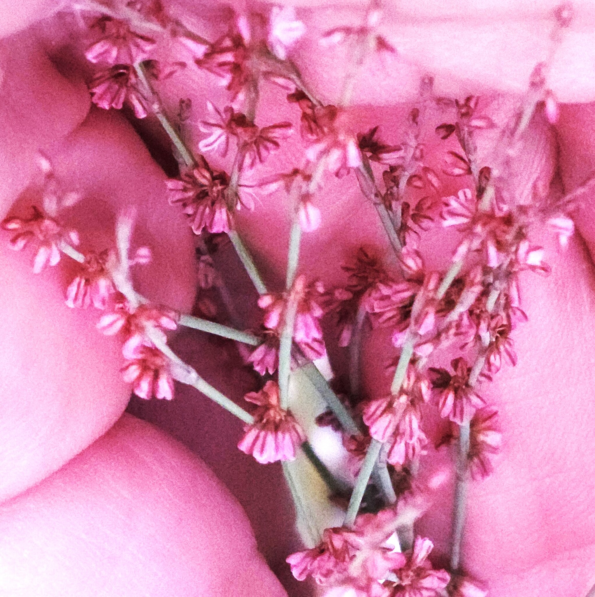 Eriogonum luteolum var. pedunculatum