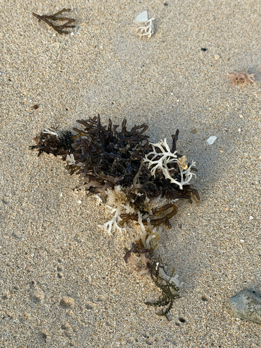 Gracilaria salicornia observed 2026-06-30