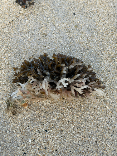 Gracilaria salicornia observed 2026-06-30