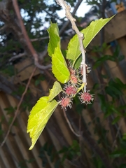 Morus nigra
