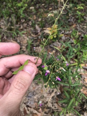Desmodium tenuifolium