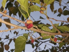 Morus nigra