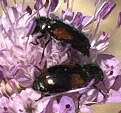 Divales bipustulatus