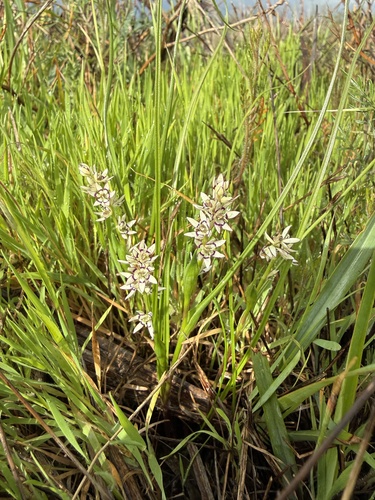 Short-leaved Early Nancy