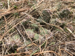 Opuntia fragilis