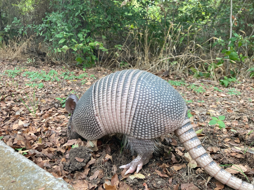 Featured image for “Mexican Long-nosed Armadillo”