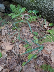 Carex glaucodea, photograph (c) Zac Peterson, some rights reserved (CC BY)