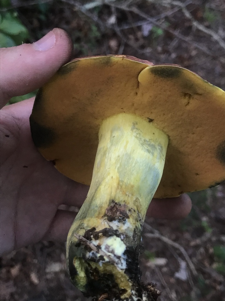 Neoboletus sp. 'IN03' · June 2026 · photo: Photo: (c) boletejones, some rights reserved (CC BY) · iNaturalist