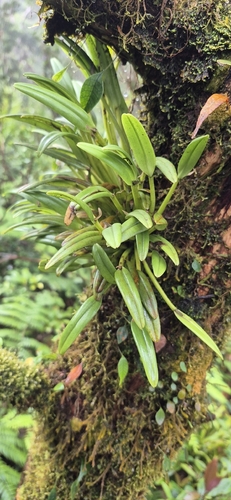 Cadetia observed 2026-07-01