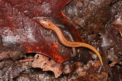 Allegheny Mountain Dusky Salamander