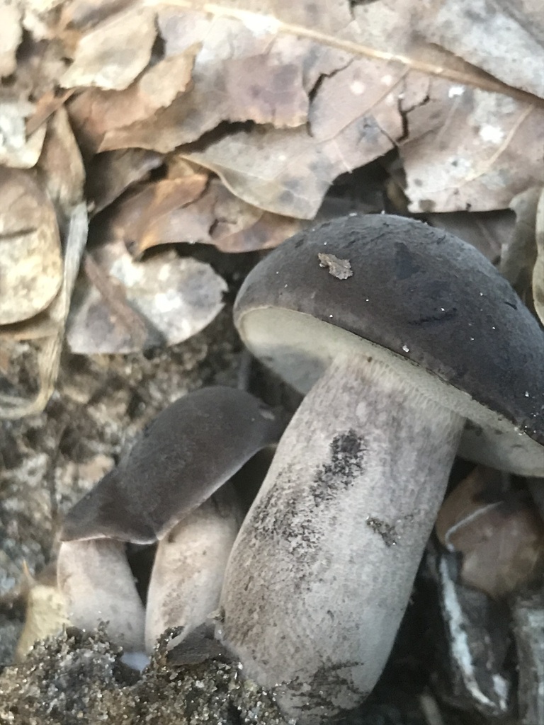 Anthracoporus sp. 'AL01'
