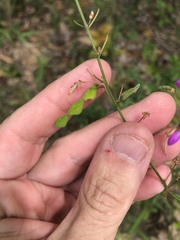 Desmodium tenuifolium