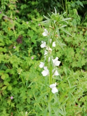 Misopates