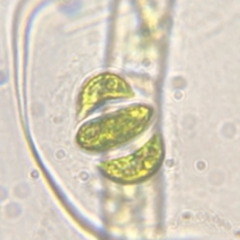 Nephrocytium lunatum