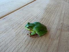 European Tree Frog