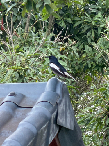Oriental Magpie-Robin