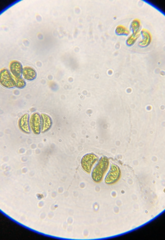 Nephrocytium lunatum