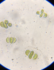 Nephrocytium lunatum