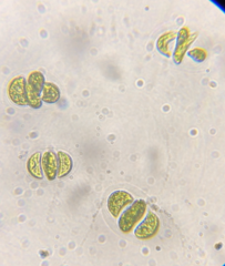 Nephrocytium lunatum