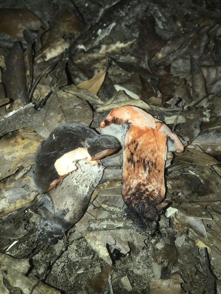 Anthracoporus sp. 'AL01' · June 2026 · photo: Photo: (c) boletejones, some rights reserved (CC BY) · iNaturalist