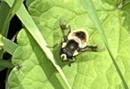 Orange-spotted Drone Fly