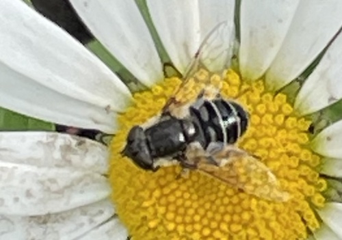 Black-shouldered Drone Fly