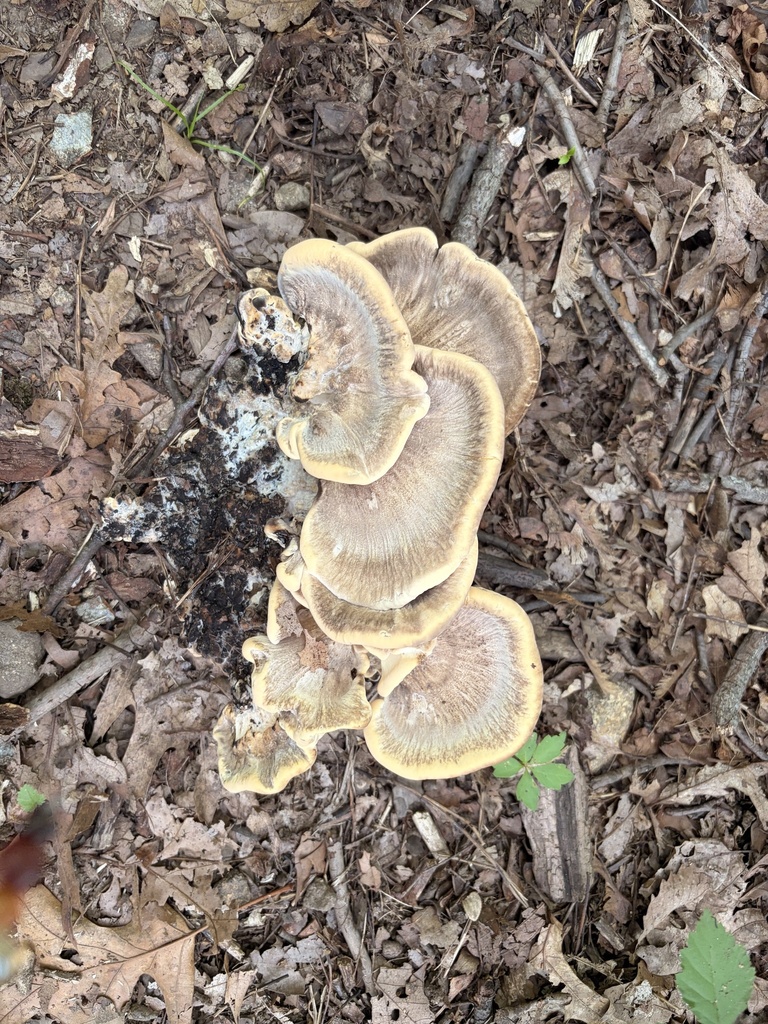 Black-staining Polypore · June 2026 · photo: Photo: (c) gwt2102, some rights reserved (CC BY) · iNaturalist