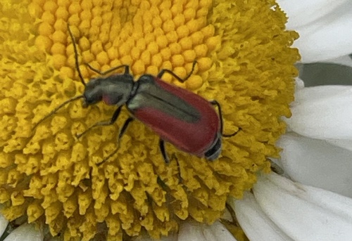 Scarlet Malachite Beetle