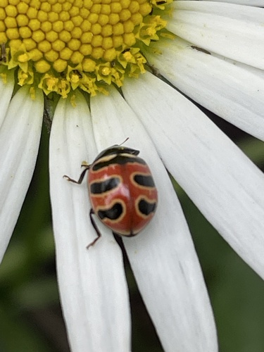 Three-banded Lady Beetle