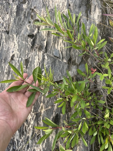 low sand cherry