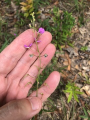 Desmodium tenuifolium