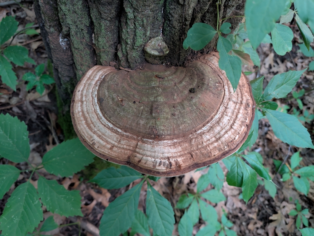 artist's bracket · June 2026 · photo: Photo: no rights reserved · iNaturalist