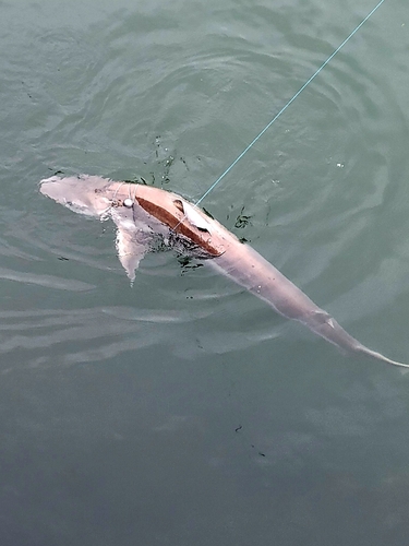 School Shark photographed in Washington