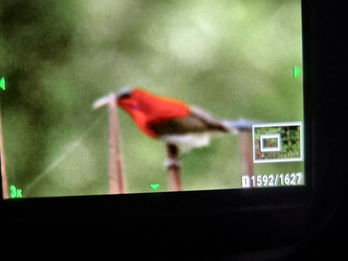 Crimson Sunbird